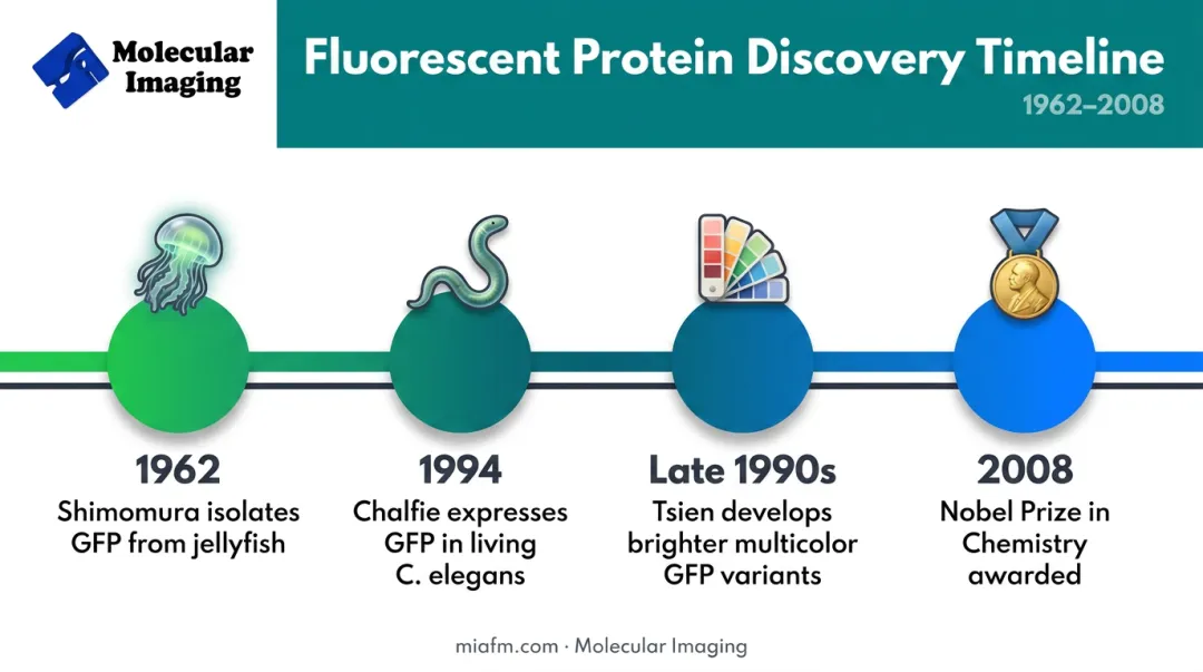 Timeline of key GFP discovery milestones from 1962 to 2008