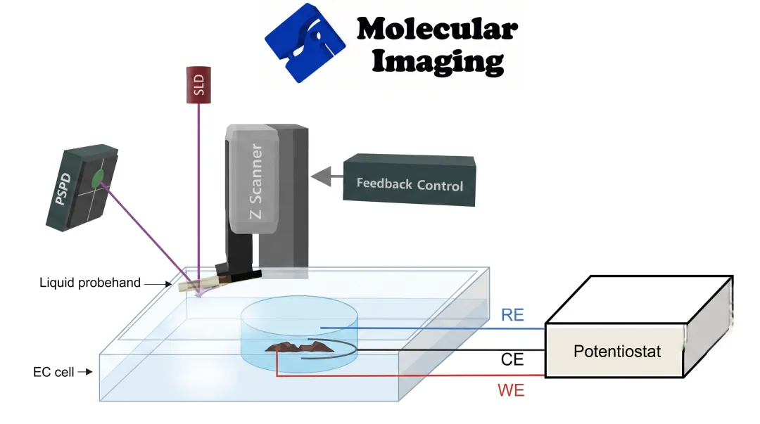 Electrochemical AFM setup showing platinum working electrode in sulfuric acid electrolyte solution