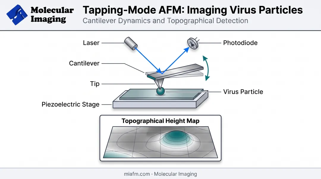 Tapping-mode AFM cantilever imaging virus particle on substrate diagram