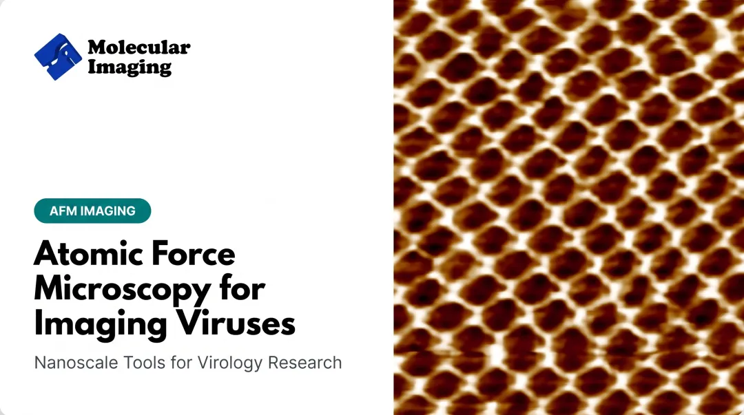 Atomic Force Microscopy for Imaging Viruses