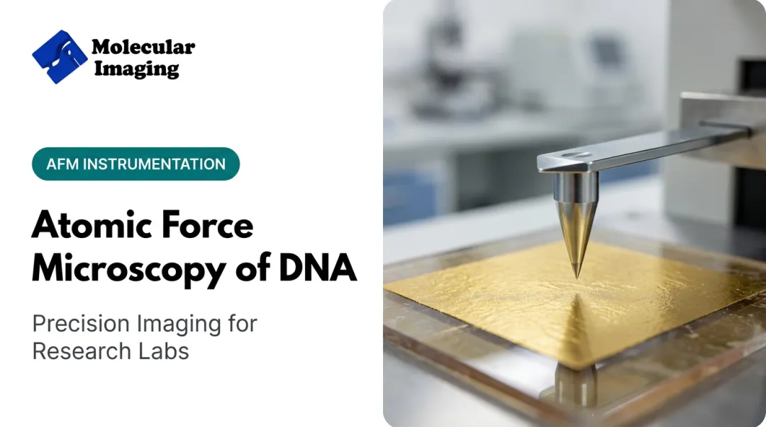 Atomic Force Microscopy of DNA