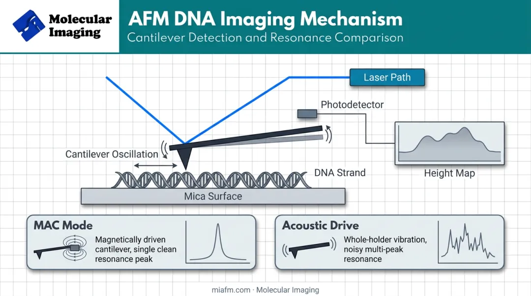 AFM cantilever tip laser detection mechanism for DNA imaging