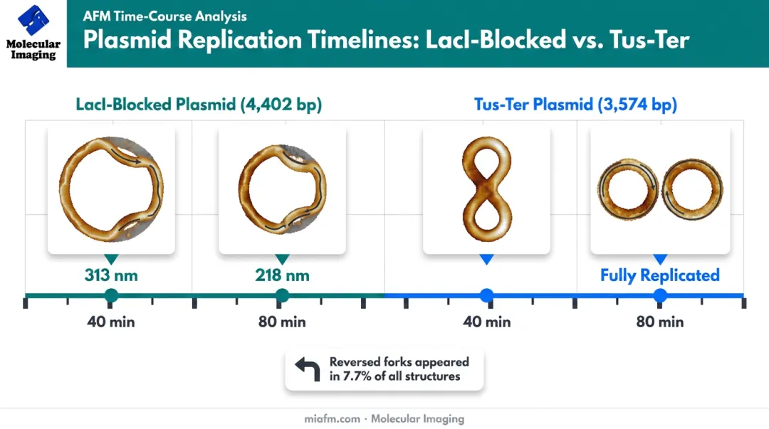LacI versus Tus-Ter replication fork blocking structures comparison timeline