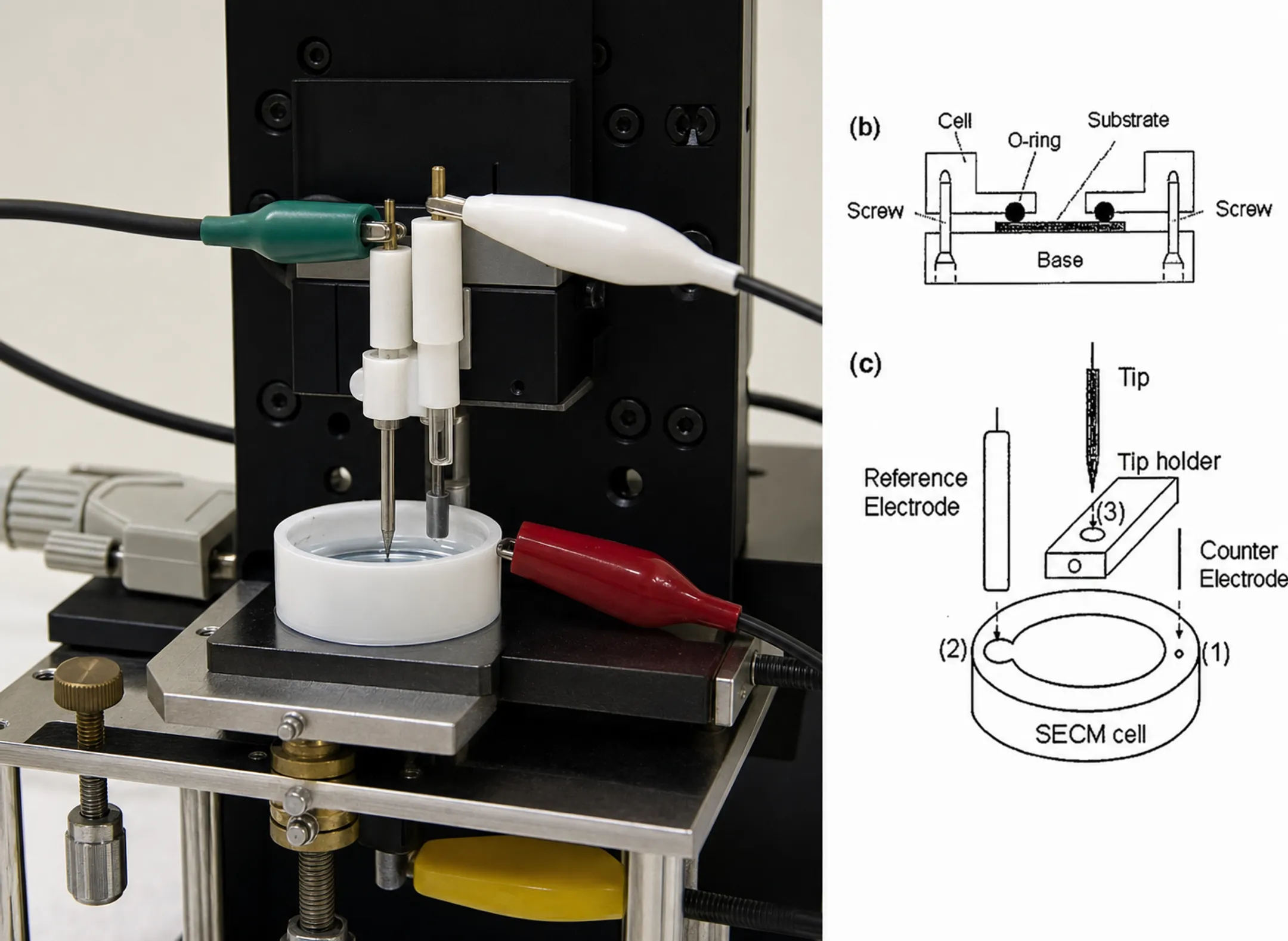 SECM applications across corrosion battery and biological research fields