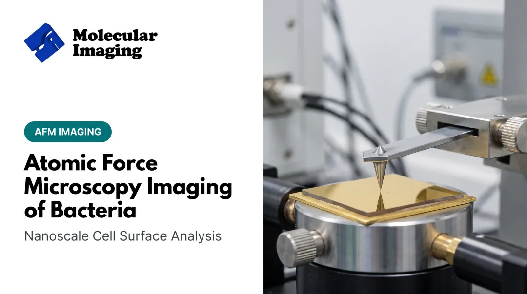 Atomic Force Microscopy Imaging of Bacteria