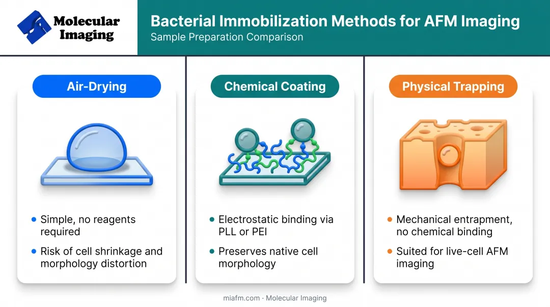 Bacterial sample preparation methods comparison for AFM imaging techniques