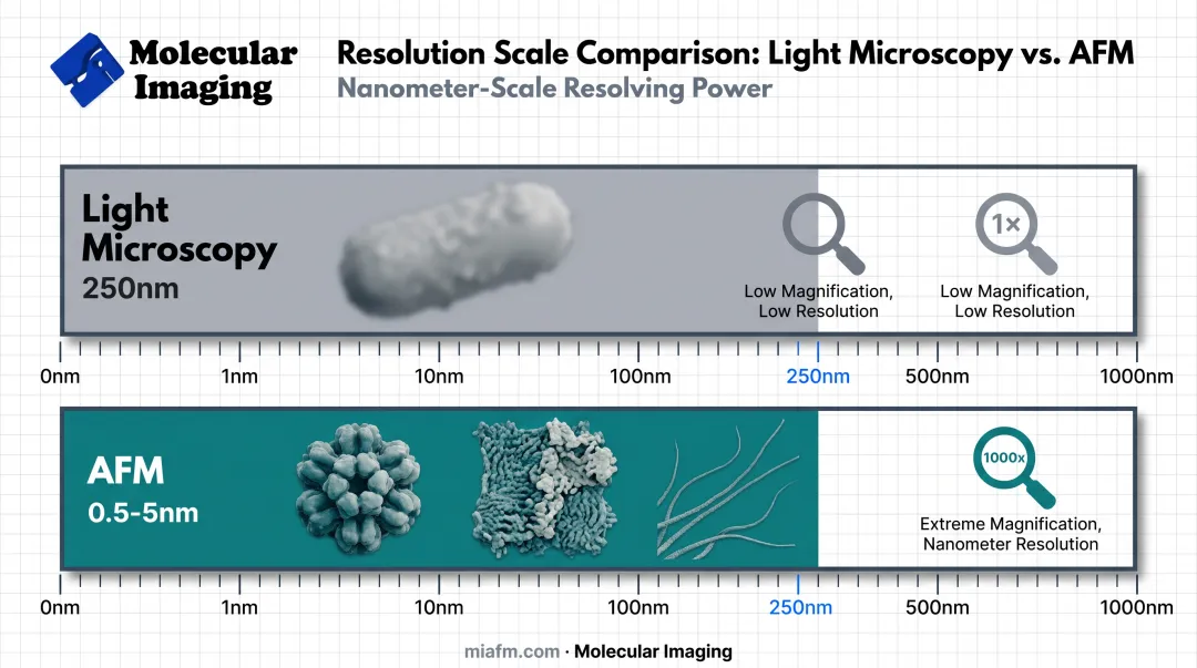 AFM resolution comparison chart bacterial structures versus light microscopy limits