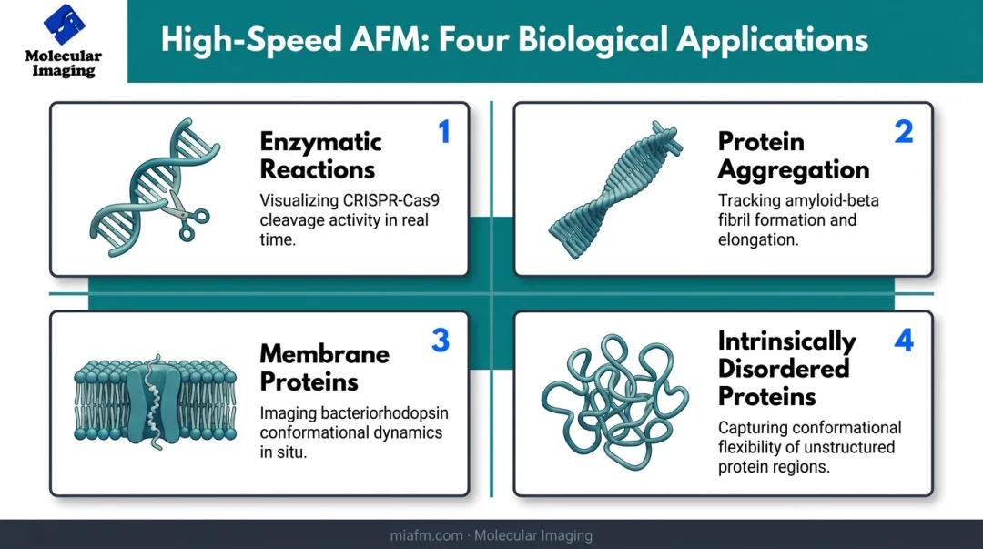 Four biological applications of high-speed atomic force microscopy imaging