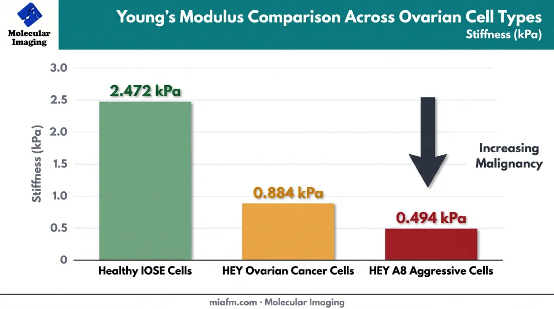 Ovarian cell stiffness comparison across healthy and cancerous cell lines