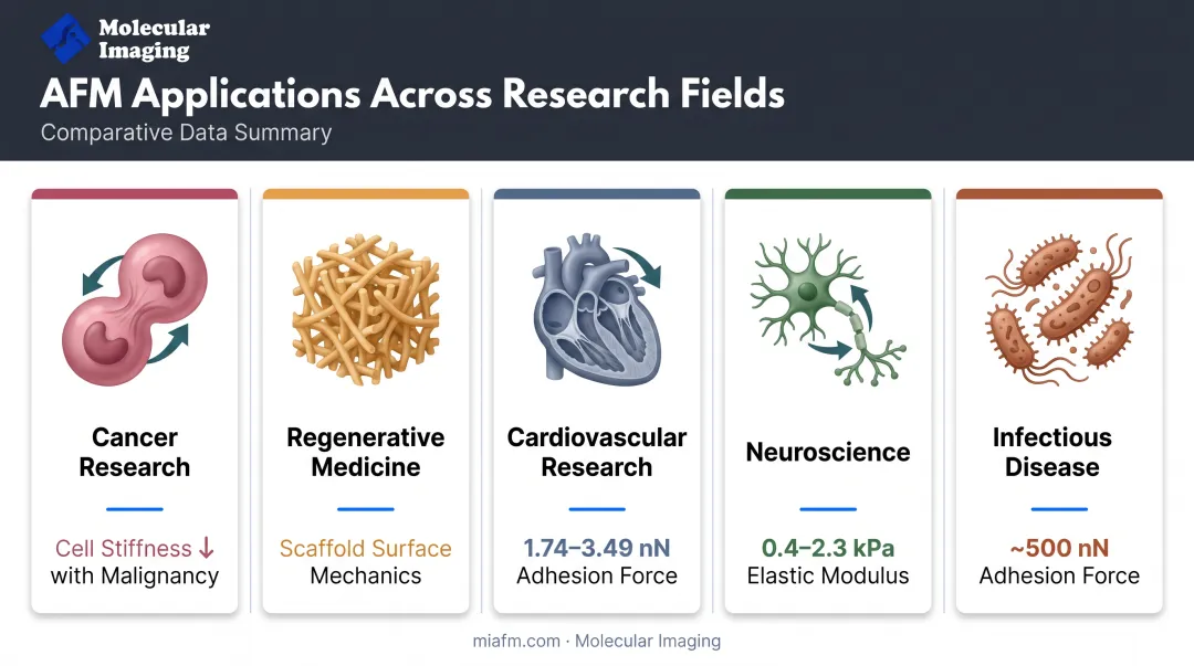 AFM mechanobiology applications across cancer cardiovascular and neuroscience research fields