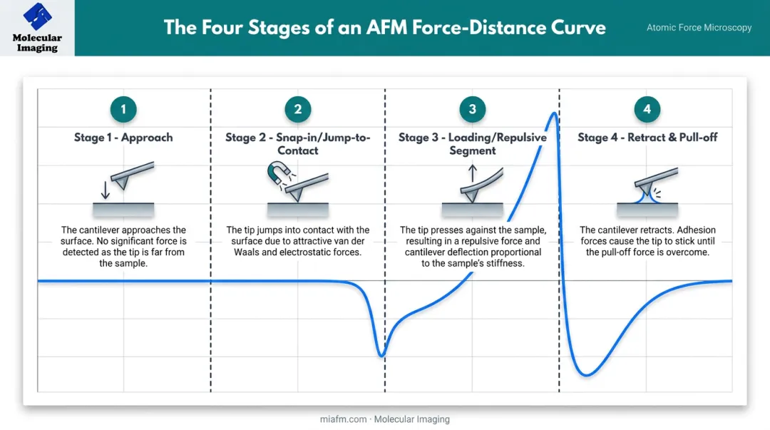 Four-stage anatomy of an AFM force-distance curve diagram