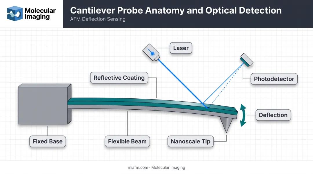 AFM cantilever probe structure showing beam tip and laser detection