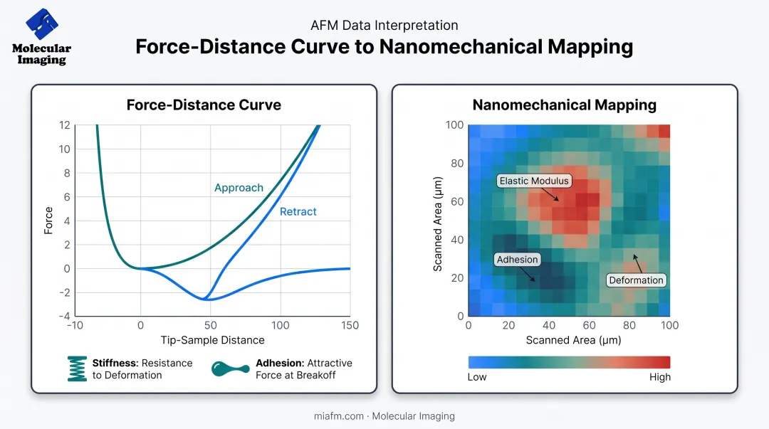AFM force-distance curve nanomechanical mapping of elastic modulus adhesion