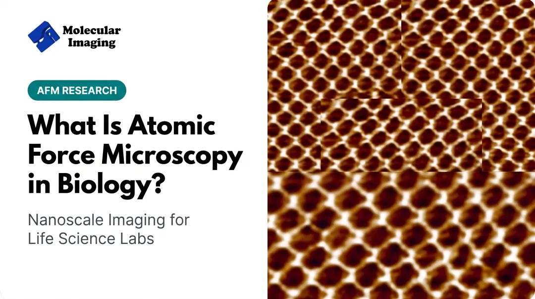 What Is Atomic Force Microscopy in Biology?