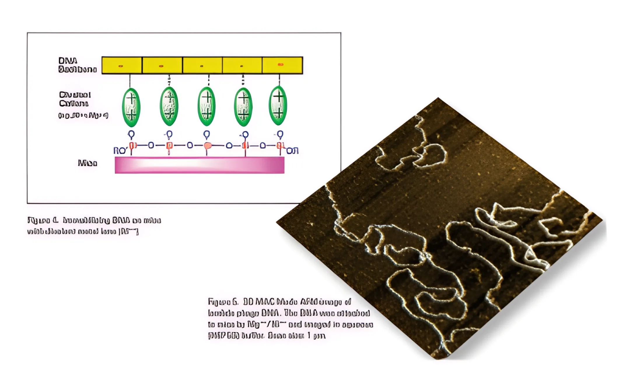 Life Sciences & Bio-AFM Research