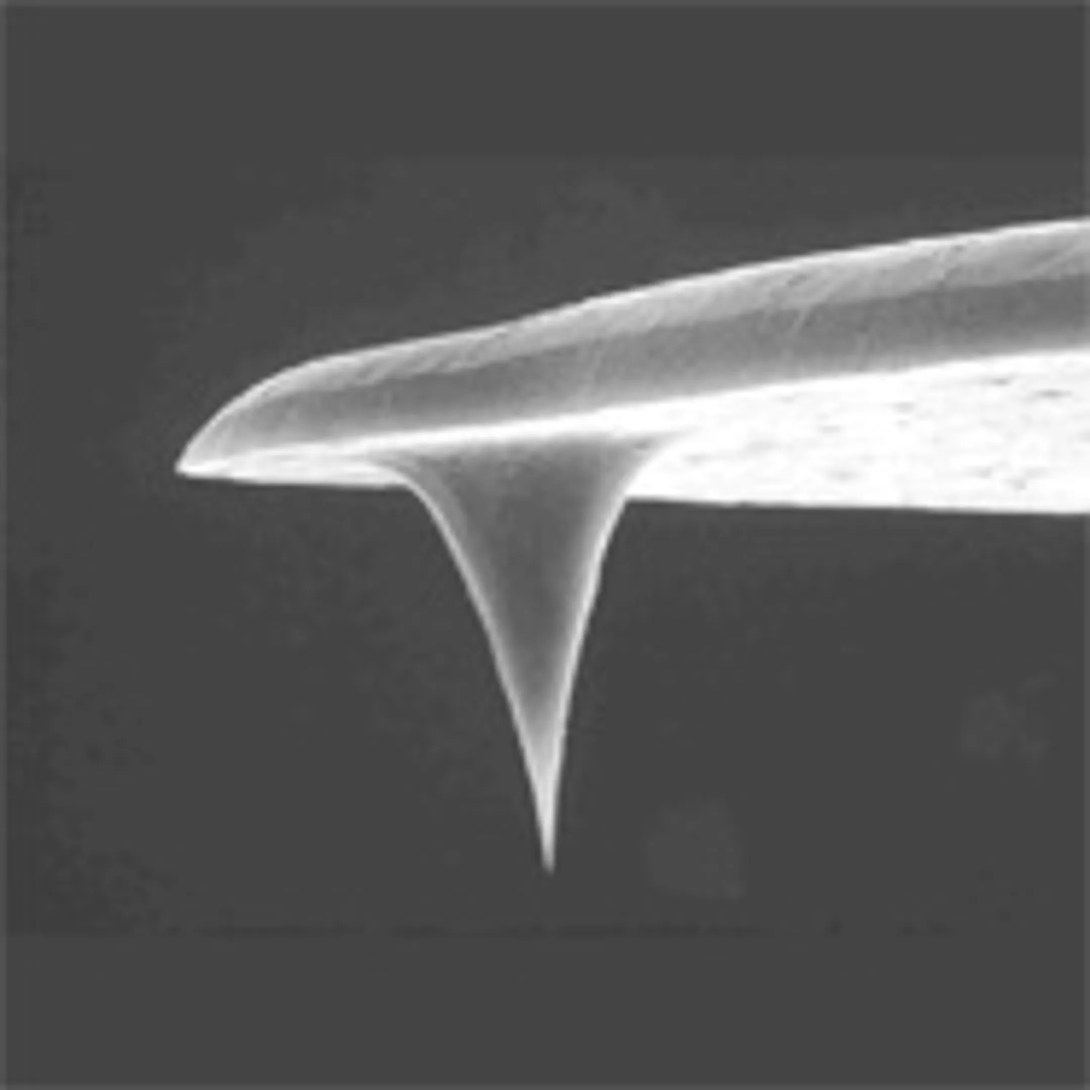 Microscope and Microscopy Supplies