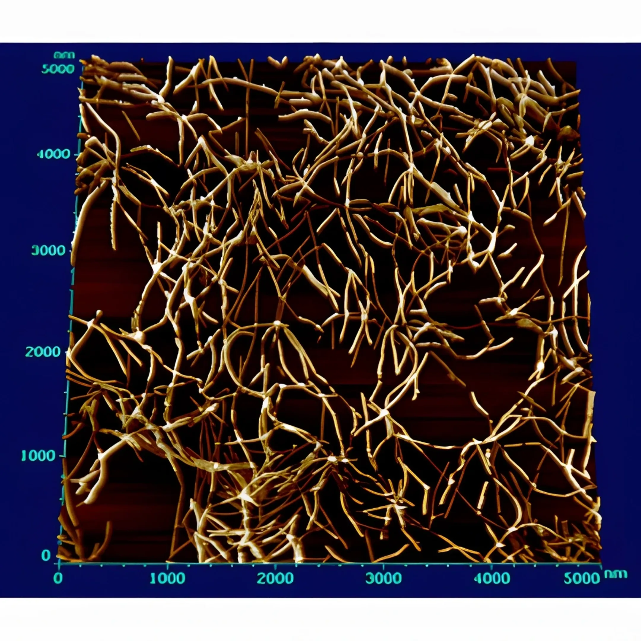 High-resolution AFM topographic scan displaying nanoscale surface morphology of a material