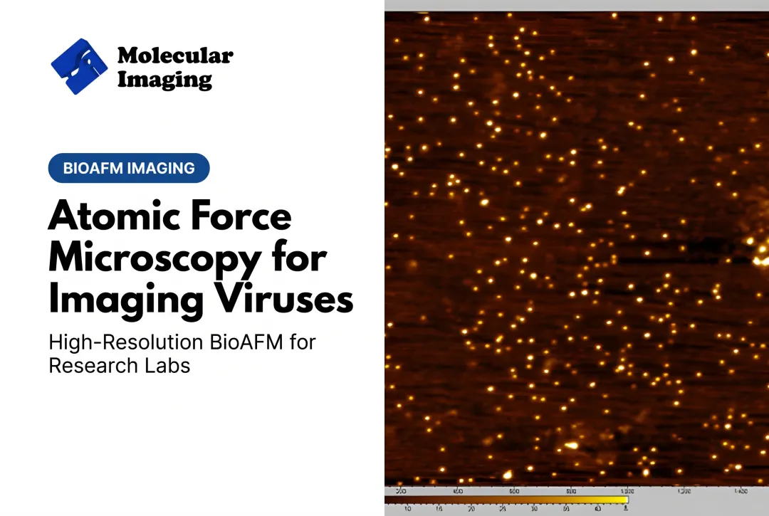 Atomic Force Microscopy for Imaging Viruses