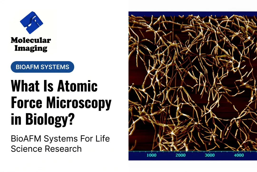 What Is Atomic Force Microscopy in Biology?