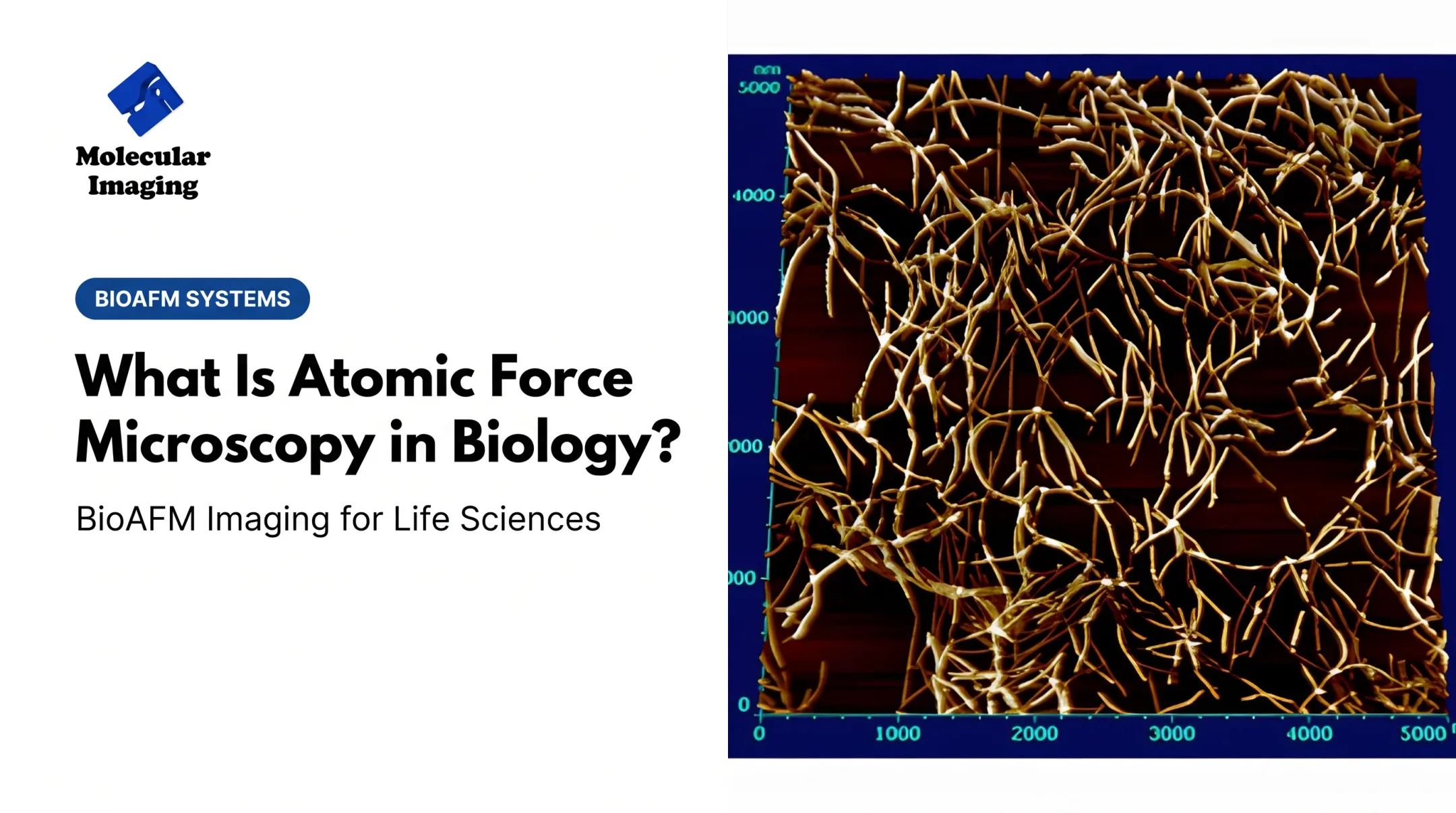 What Is Atomic Force Microscopy in Biology?