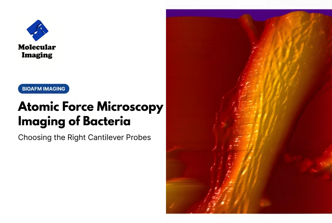 Atomic Force Microscopy Imaging of Bacteria