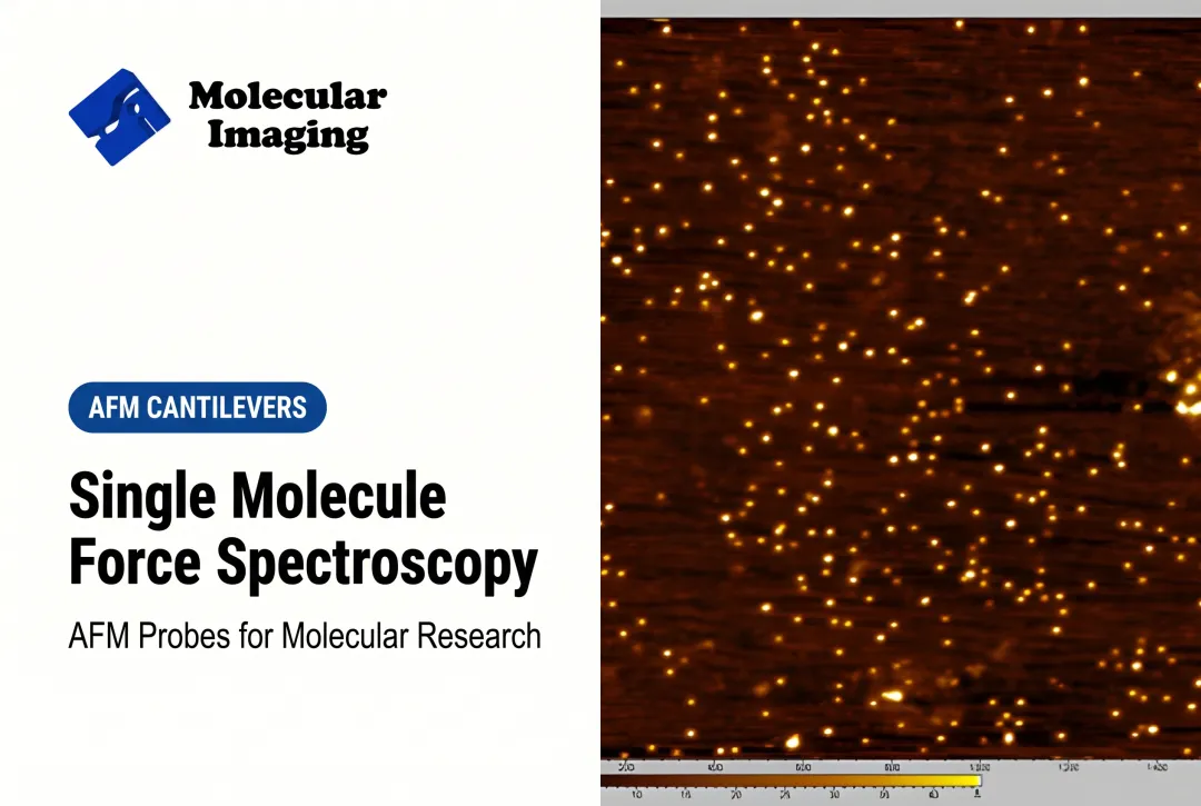 Single Molecule Force Spectroscopy