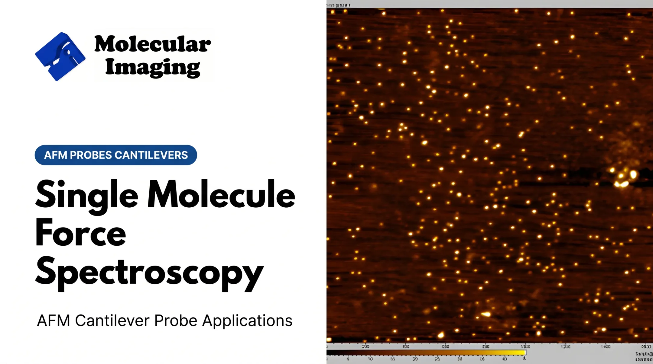 Single Molecule Force Spectroscopy