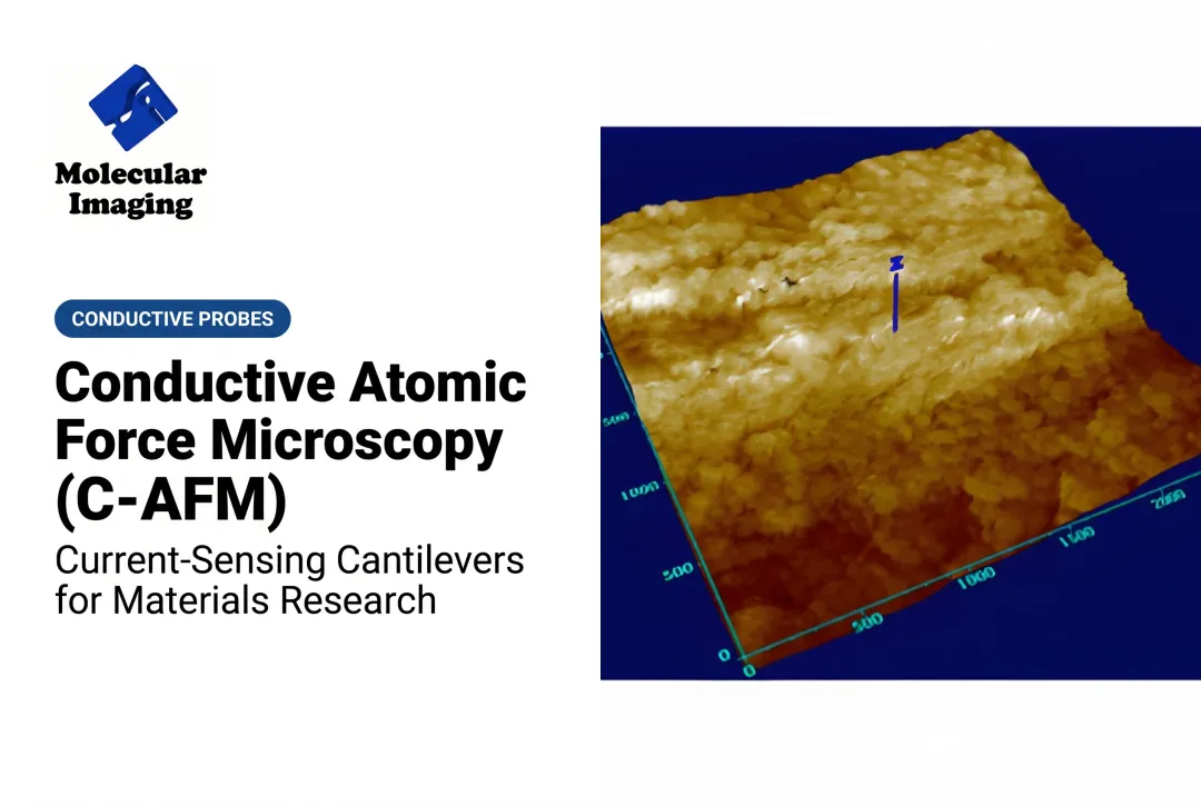 Conductive Atomic Force Microscopy (C-AFM)