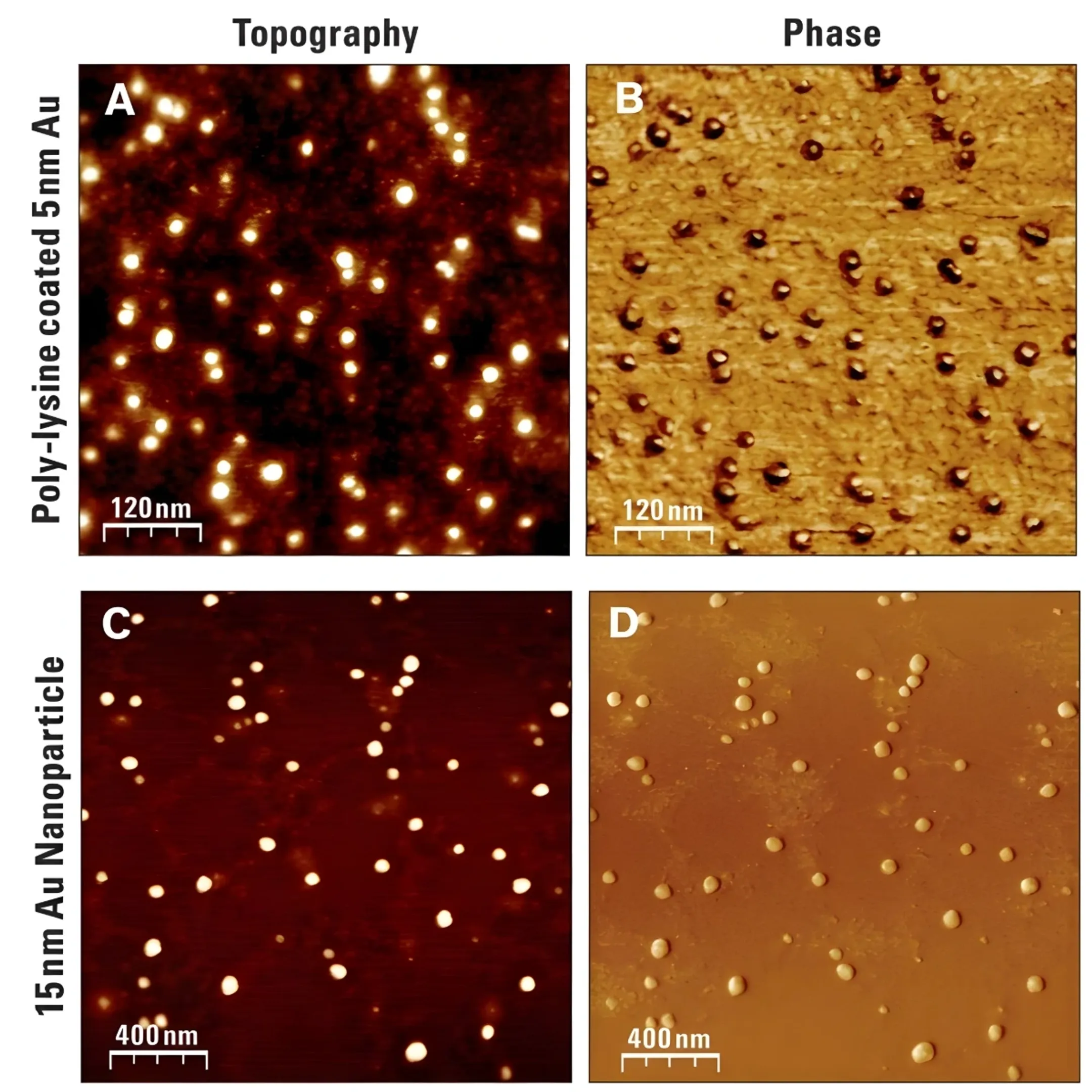 Atomic Force Microscopy (AFM) Analysis