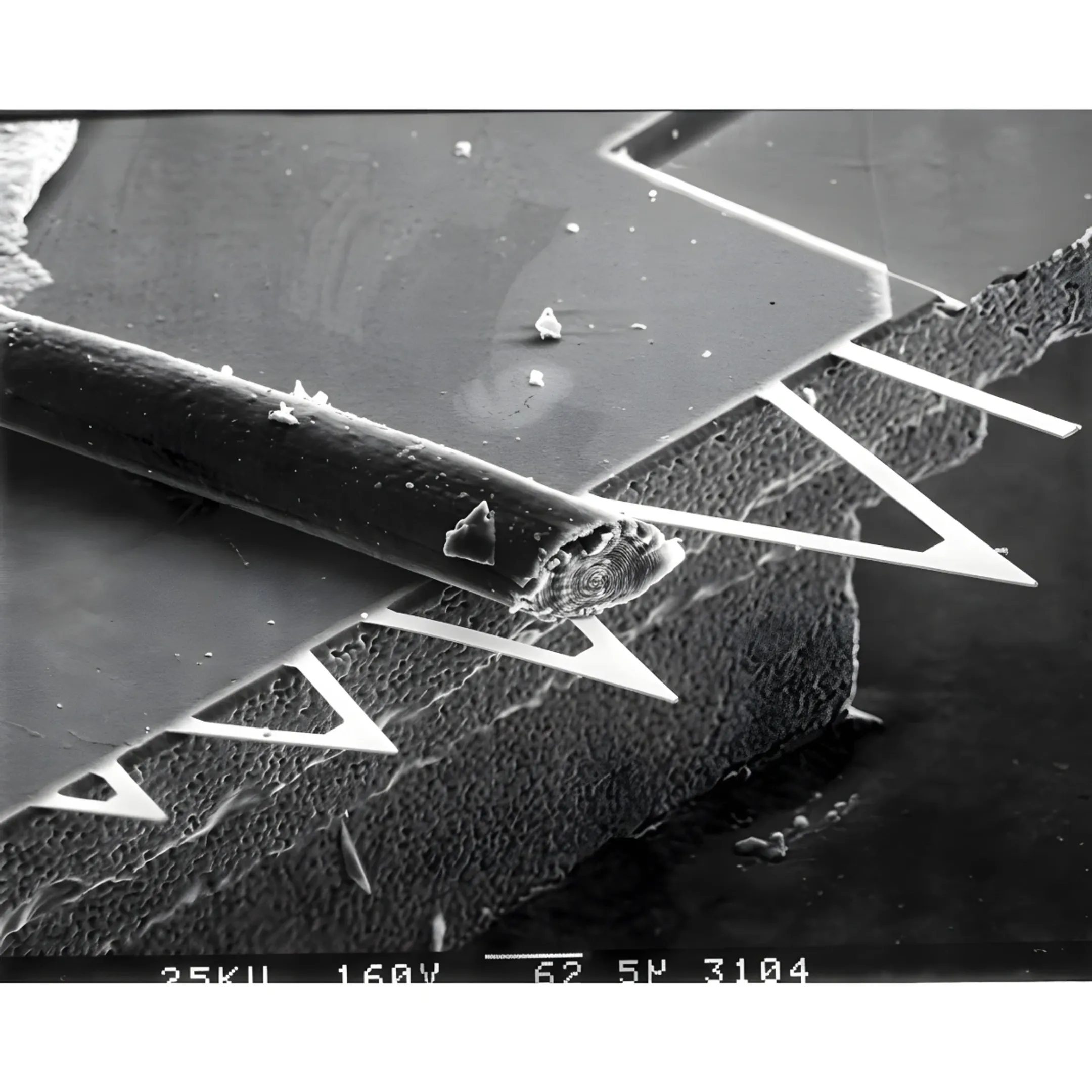 Scientist reviewing AFM surface data