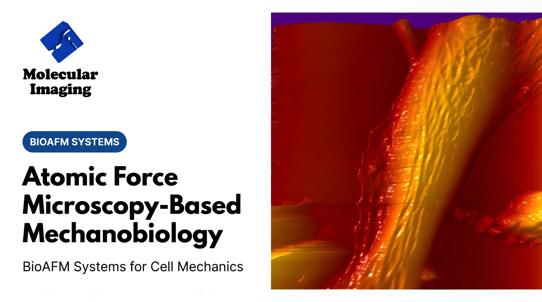 Atomic Force Microscopy-Based Mechanobiology