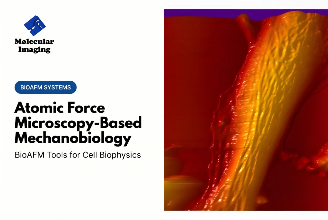 Atomic Force Microscopy-Based Mechanobiology