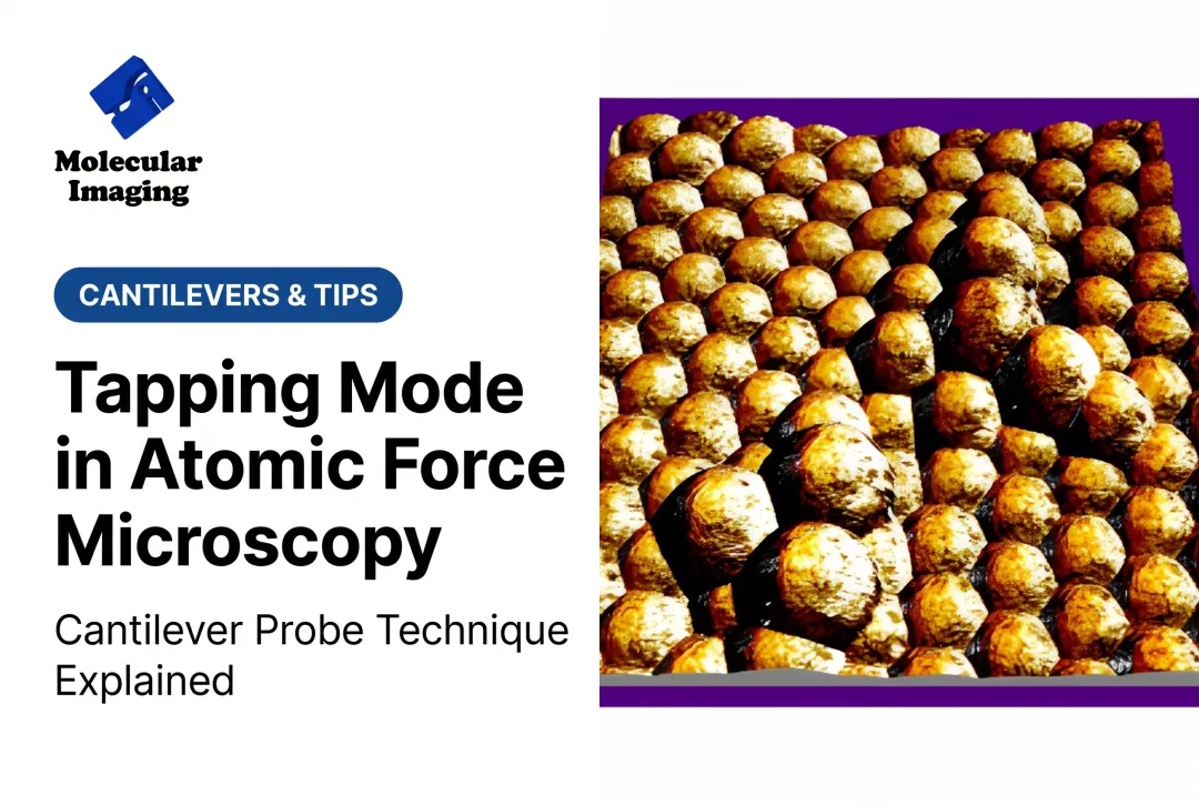 Tapping Mode in Atomic Force Microscopy
