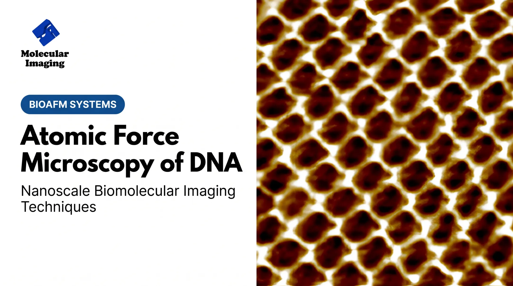 Atomic Force Microscopy of DNA