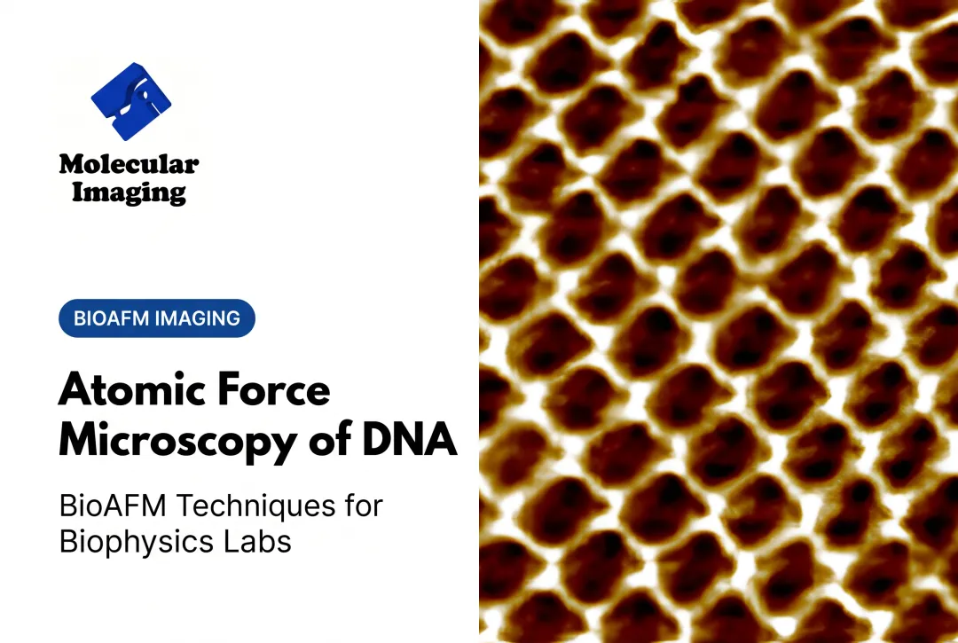 Atomic Force Microscopy of DNA