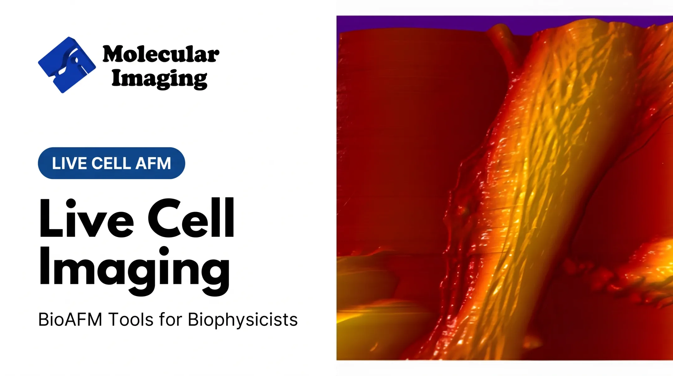 Live Cell Imaging