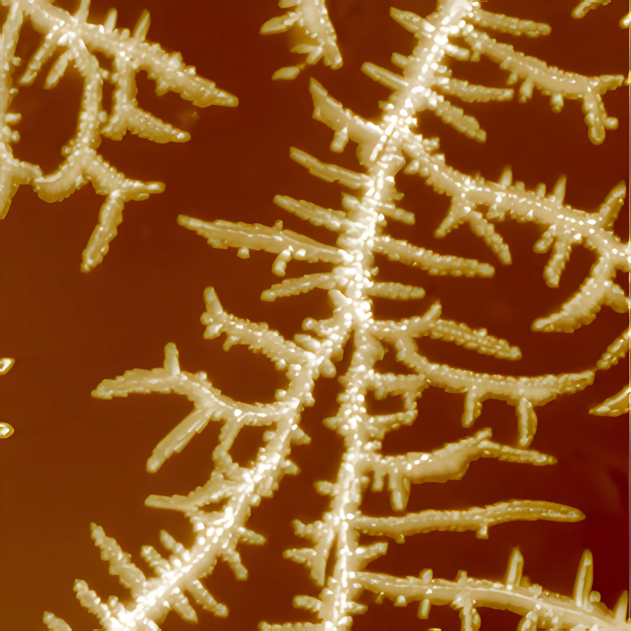 High-Temperature AFM Sample Plate