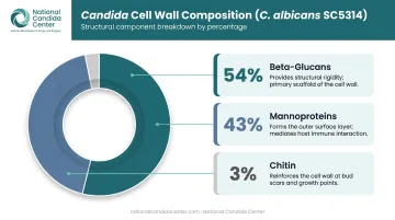Candida cell wall composition breakdown showing beta-glucan mannoprotein and chitin percentages
