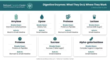 Six digestive enzymes and their specific food breakdown roles chart