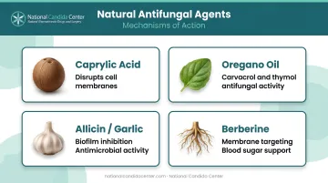 Four natural antifungal agents mechanisms of action against Candida albicans