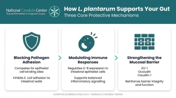 Three key Lactobacillus plantarum gut health mechanisms infographic