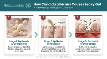 Candida albicans gut barrier breach mechanism showing epithelial damage and bacterial translocation