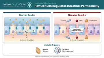 Zonulin protein regulating tight junction permeability in intestinal lining diagram