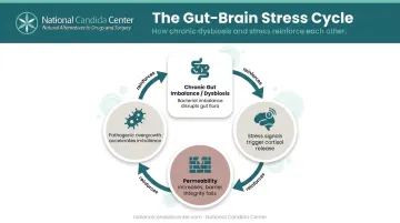Stress dysbiosis cortisol leaky gut self-reinforcing cycle diagram showing HPA axis feedback loop