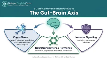 Three gut-brain axis communication pathways vagus nerve neurotransmitters and immune signaling