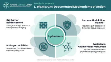 Lactobacillus plantarum four key gut health mechanisms illustrated infographic