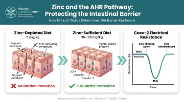 AHR-zinc mechanism diagram showing gut barrier protein activation process
