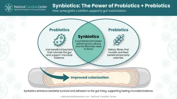 Synbiotics combination diagram showing probiotics prebiotics and gut colonization benefits