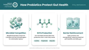 Three mechanisms probiotics use to reduce gut gas and bloating