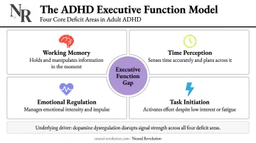 ADHD executive function deficits and dopamine regulation brain model infographic